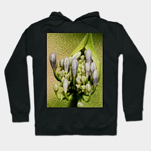 Agapanthus Hoodie